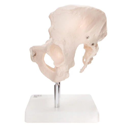 Female pelvis