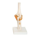 Elbow Joint Anatomical Model