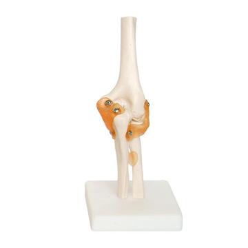Elbow Joint Anatomical Model