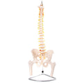 Lifesize Flexible Vertabrae Column with pelvis and femur heads