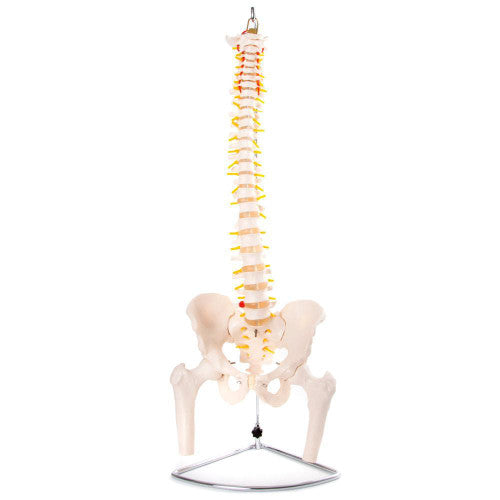 Lifesize Flexible Vertabrae Column with pelvis and femur heads