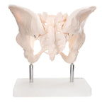 Female pelvis