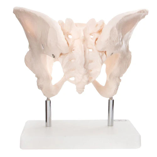 Female pelvis