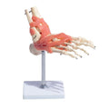 Foot Joint With Ligaments Anatomical Model