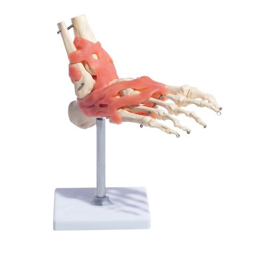 Foot Joint With Ligaments Anatomical Model
