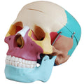 Human Skull Anatomical Model - Painted Bones