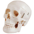 Human Anotomical Skull Model