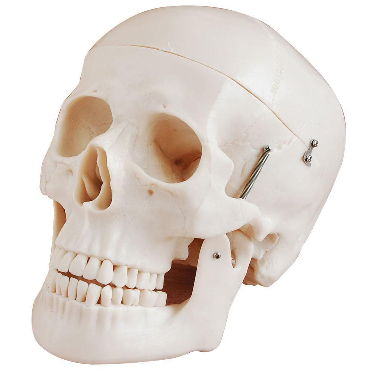 Human Anotomical Skull Model