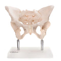 Female pelvis