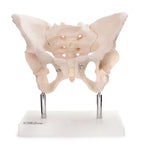 Female pelvis