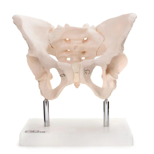 Female pelvis